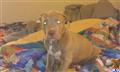 american pit bull puppy posted by shaggy lynnelle